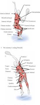 Want Stronger Muscles? Find Out What Muscles Do Tennis Work