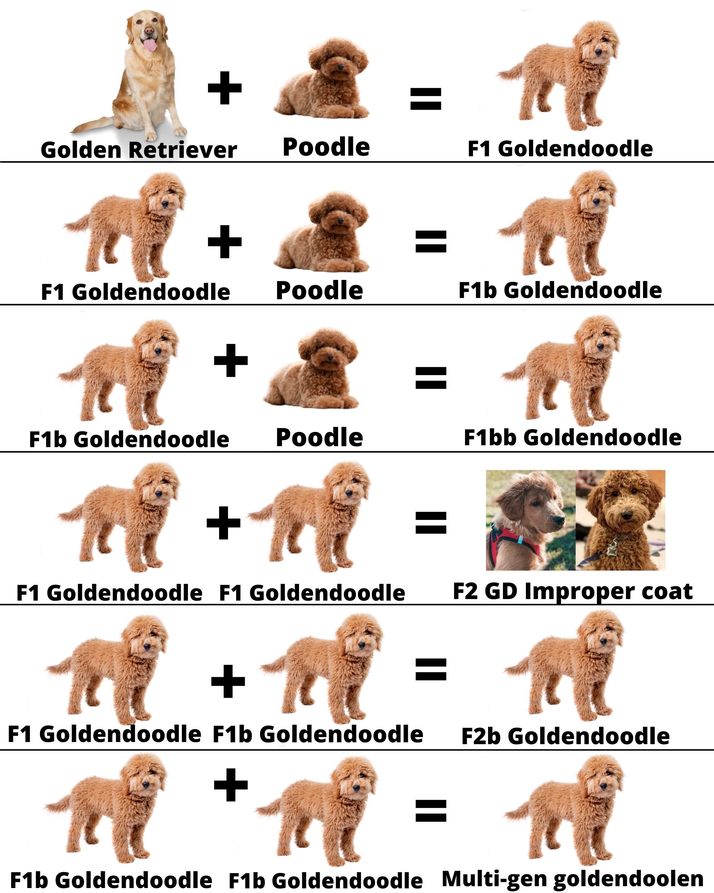 Understanding F1 Goldendoodles: What Does It Mean for You?