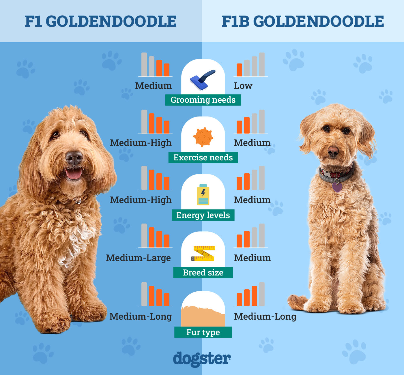 Understanding F1 Goldendoodles: What Does It Mean for You?